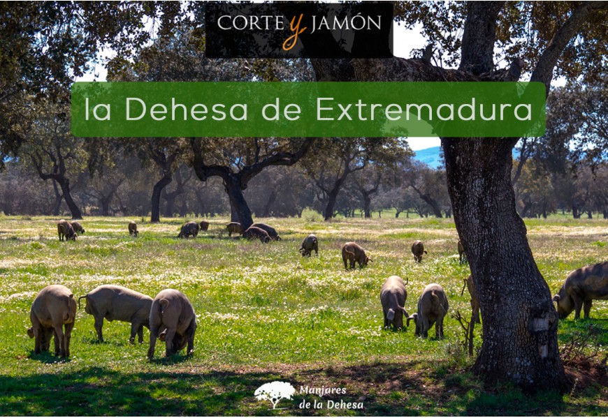 Ibéricos de la Dehesa de Extremadura